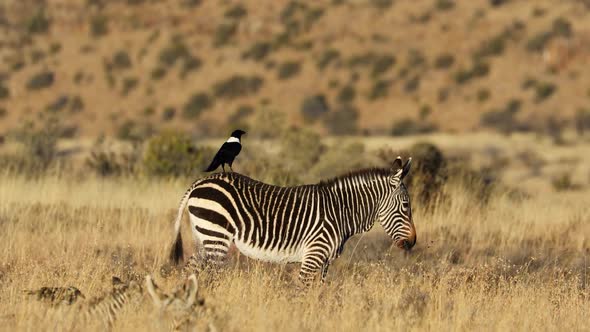 Cape Mountain Zebra With Pied Crow
