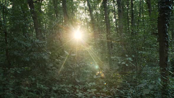 Sunny Day in the Forest