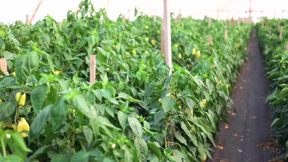 Greenhouse Pepper Cultivation