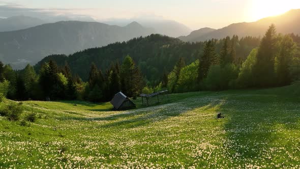 Daffodil flowers in the hills at sunset