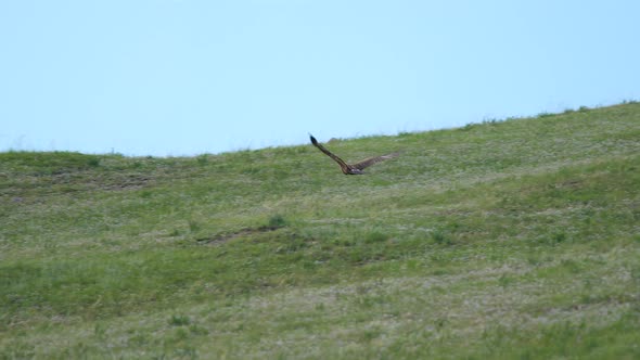 Wild Eagle Flying on Hill