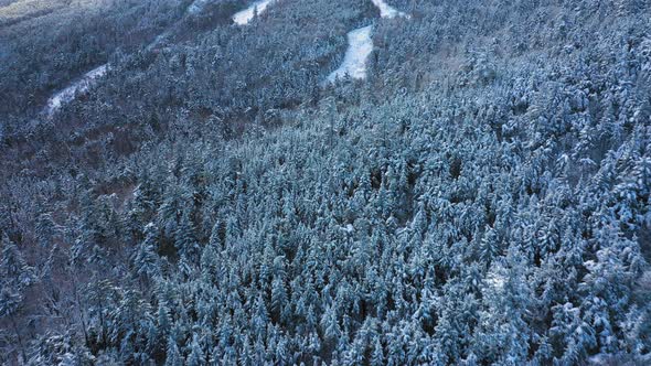 Aerial footage flying close to the snow tree tops on a ski mountain towards empty trails