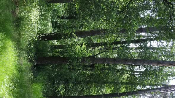 Vertical Video of Forest Landscape in Summer Slow Motion