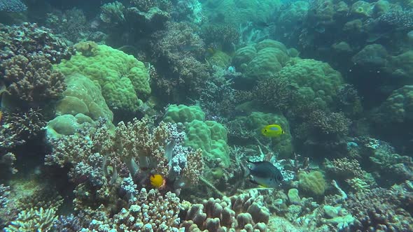 a coral garden with soft and stony corals at opal reef on the great barrier reef