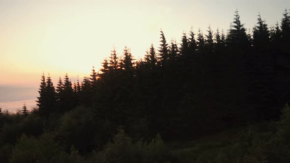 Aerial view of coniferous forest at sunset