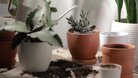 Man Watering Flowers in a Pot on His Appartment