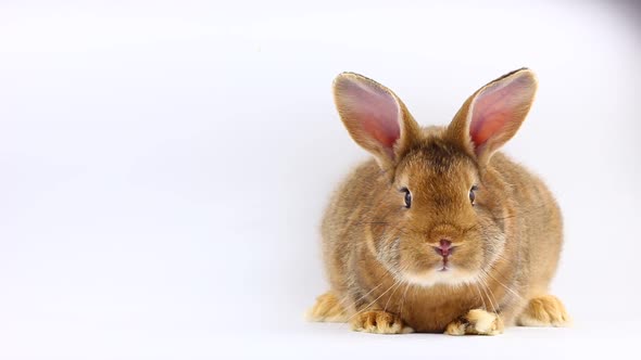 Brown Little Fluffy Bunny Sits and Wiggles Ears and Nose on a Solid Gray Background