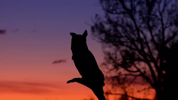 Portrait of a perched Great Horned Owl