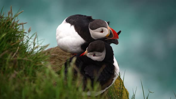 Wild Atlantic Puffin Seabird in the Auk Family in Iceland