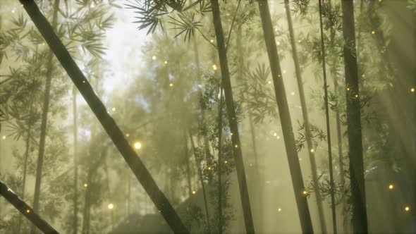 Asian Bamboo Forest with Morning Fog Weather alt