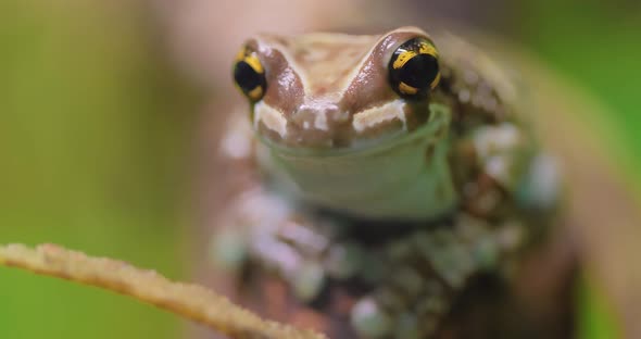 Mission Goldeneyed Tree Frog or Amazon Milk Frog Trachycephalus Resinifictrix