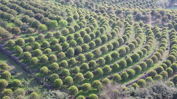 Tea plantation in mountain