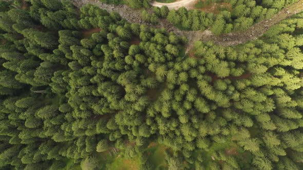 Aerial View Over Fresh Evergreen Forest In The Mountains