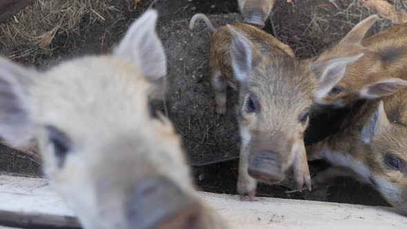 Funny Cute Little Piglets at an Animal Farm. Little Piglets Household. Lovely Pets