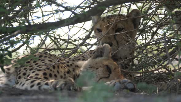 Cheetah couple resting under bushes 