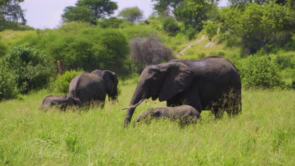 A large family of African elephants walks on the African savannah and chews grass in the wild agains