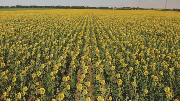 Aerial view of Sunflower field. Organic farming Agricultural. Farm Sunflower field. Sunflower oil.