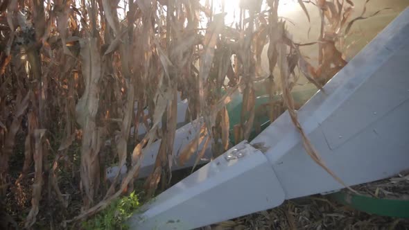 Harvesting Corn in Fall