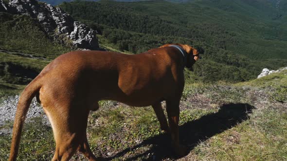 Hungarian Vizsla Dog Look From Mountain Peak in Sunny Day