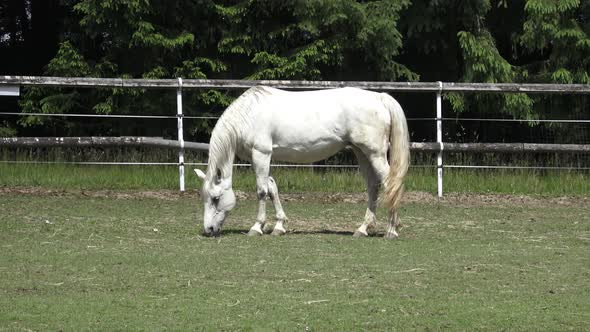 Grazing horse on a green meadows.