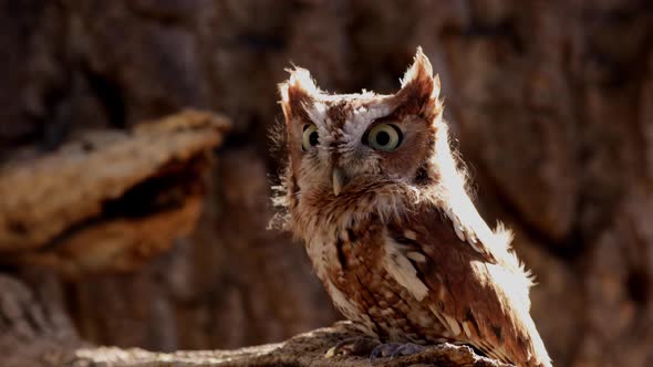 Close up of a cute and fuzzy Eastern Screech Owl