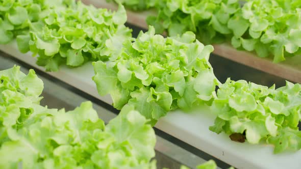 Shot of Hydroponics grown vegetables with brilliant green harvest.