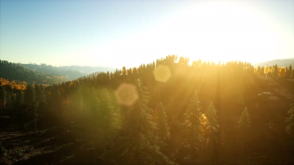 Aerial View of the Beautiful Autumn Forest at Sunset with Green Pine Trees