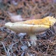 Toadstool mushroom in the forest in autumn - VideoHive Item for Sale
