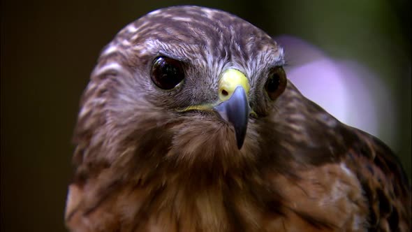 tight shot of hawks face