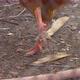 Hen In Farm 10 - VideoHive Item for Sale