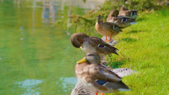 Wild Ducks Lined Up Near Water of Bled Lake in Green Park