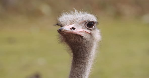 Alert Ostrich Looking Around In Safari Park