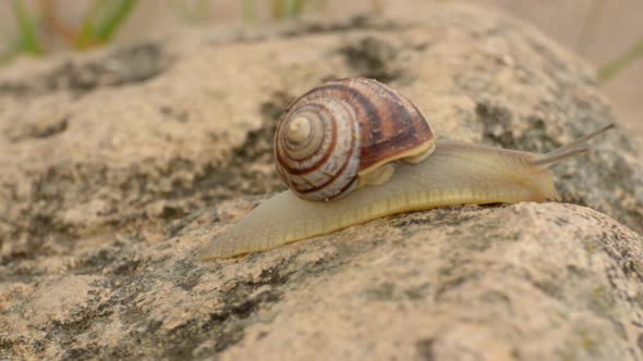 Edible Helix Pomatia snail in closeup on stone background real time video