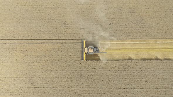 Aerial shot of combine harvester machine harvesting wheat