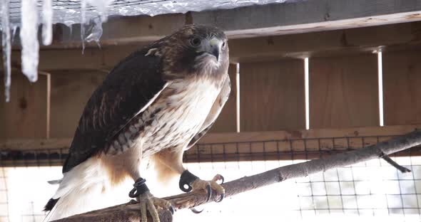 Red tailed hawk taking flight slow motion