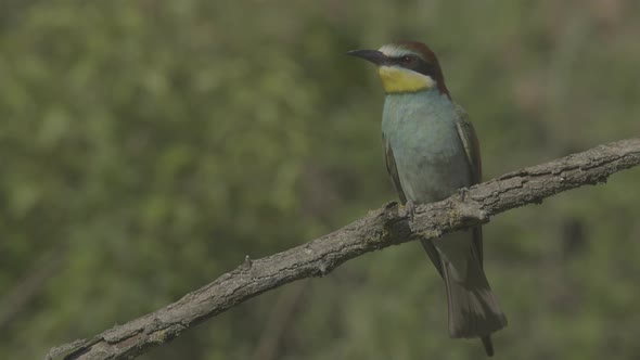 European Beeeater or Merops Apiaster