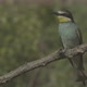 European Beeeater or Merops Apiaster - VideoHive Item for Sale