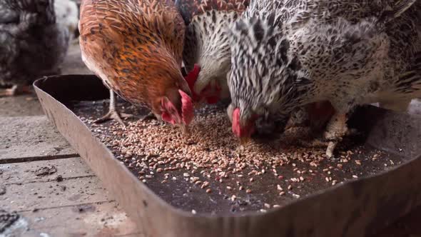 Camera Flight Around Chickens of Different Colors Pecking Wheat in the Feeder Closeup in Slow Motion