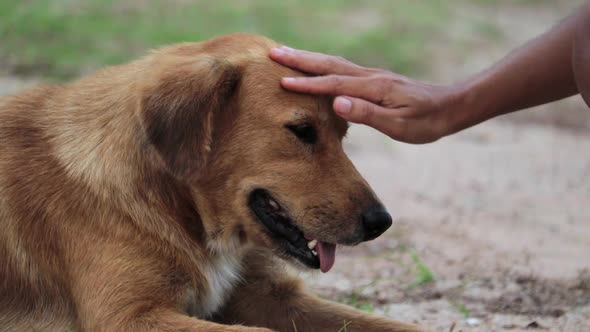 Person's Hand Stroking Head Of Stray Brown Dog Lying On Ground. - close up