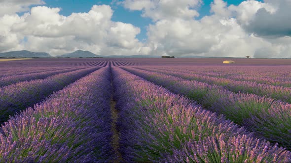 Panoramic Shot of Endless Lavender Field in Provence, France. Blooming Violet Fragrant Lavender