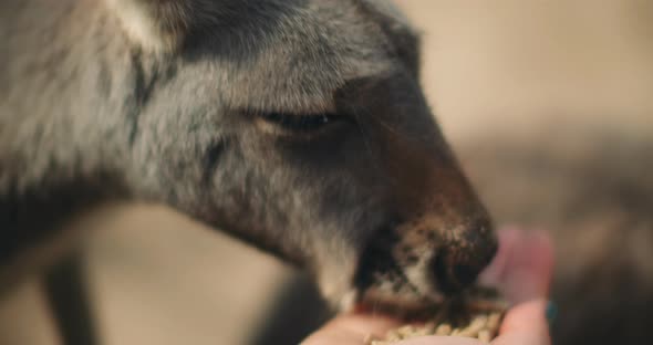 Little eastern grey kangaroo eating from a person's hand, close up, BMPCC 4K