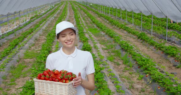 Woman Carrying Basket with Strawberries at Greenhouse