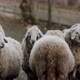 A Herd of Sheep Standing on Top of a Grass Covered Field - VideoHive Item for Sale