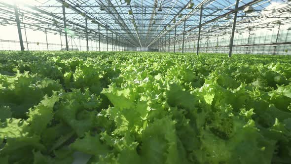 Sunny Day in a Greenhouse Growing Lettuce in Greenhouse Camera Movement Through Plants Sun Glare