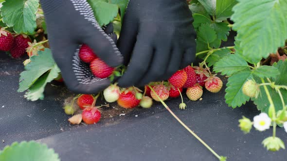 Hands of Farmer Picking Fresh Strawberries