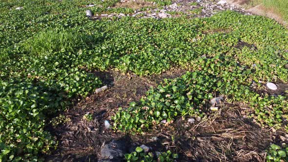 Move over rubbish plastic and green plant grow on river