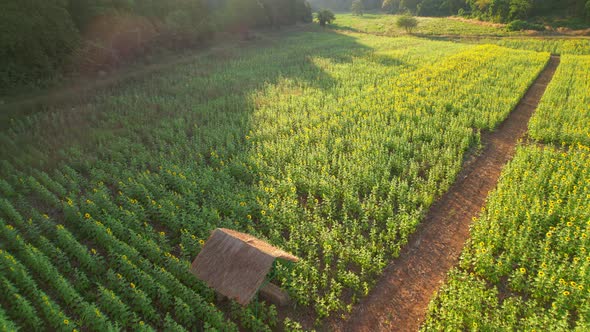 4K Top view on agriculture field with blooming sunflowers