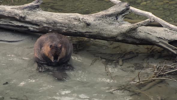 A North American Beaver scratching itself while resting on the banks of the Skagit River in Washingt