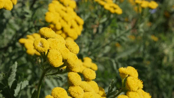 Herbaceous perennial tansy flower Tanacetum vulgare 4K video