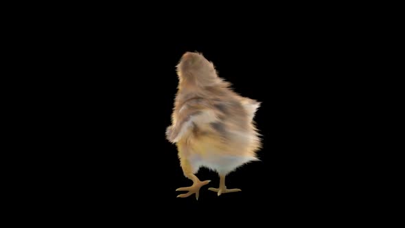 30 Baby Chicks Dancing HD